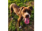 Adopt Waffle Waller a Pit Bull Terrier, Boxer