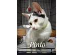 Adopt Pinto (Clarksville 3) a Domestic Short Hair