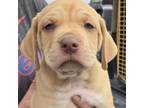 Adopt Caitrin pup 1 a Labrador Retriever