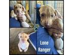 Adopt Lone Ranger a Labrador Retriever