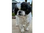 Adopt Danny: Blind and needs a forever home! a Shih Tzu