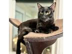 Adopt Shy Guy a Domestic Short Hair