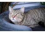 Adopt Smokes a Tabby, Domestic Short Hair