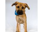 Adopt Moon a Mastiff, Shepherd