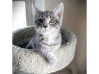 Adopt Muffin a Domestic Short Hair