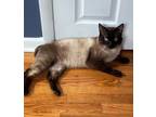 Adopt Aramis a Siamese, Domestic Short Hair