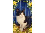 Adopt Panda a Domestic Short Hair