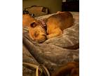 Adopt Petey a Pit Bull Terrier, Yellow Labrador Retriever