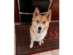 Adopt Fritz a Collie, Retriever