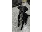 Adopt Ryan a Labrador Retriever, Mixed Breed