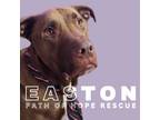Adopt Easton a Labrador Retriever, American Staffordshire Terrier