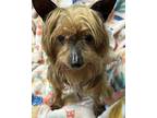 Adopt Scooter a Yorkshire Terrier