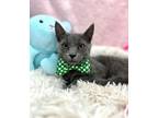 Adopt Pope a Russian Blue