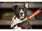 Adopt Shadow a Pit Bull Terrier