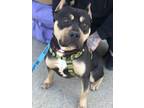 Adopt Monty a Pit Bull Terrier