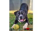 Adopt J.D. a Staffordshire Bull Terrier