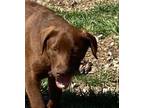 Adopt Sycamore a Chocolate Labrador Retriever, Mixed Breed