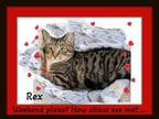 Adopt Rex Easy Going, Affectionate Dude! a Tabby