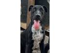 Adopt Onyx a Pointer, Mixed Breed