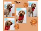 Adopt Thorr a Poodle