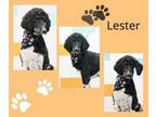 Adopt Lester a Poodle