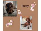 Adopt Rusty a Goldendoodle