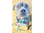 Adopt Geno a Pit Bull Terrier