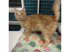 Adopt Pooh a Domestic Long Hair