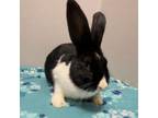 Adopt Midnight2 a Bunny Rabbit