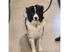 Adopt Rorick a Border Collie