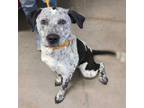 Adopt Arney a Australian Cattle Dog / Blue Heeler