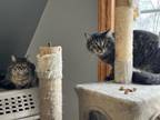Adopt Nero's Twin a Maine Coon