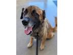 Adopt Koda a Anatolian Shepherd