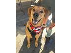 Adopt Figgy a Labrador Retriever, German Shepherd Dog