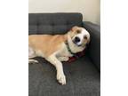 Adopt Bowie a Shepherd, Corgi