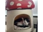 Adopt Mr. Mushroom a Domestic Short Hair