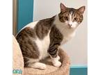 Adopt Elvis a Tabby