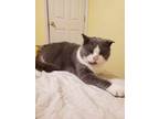 Adopt Rowan a Domestic Short Hair