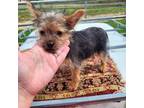 Yorkshire Terrier Puppy for sale in Connersville, IN, USA