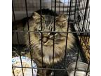 Adopt Avalon a Maine Coon, Domestic Long Hair