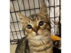 Adopt Purrkins a Tabby