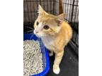 Adopt Rupert a Domestic Short Hair