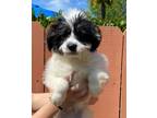 Adopt Curly a Havanese, Parson Russell Terrier