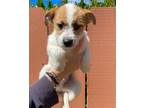 Adopt Mo a Havanese, Parson Russell Terrier