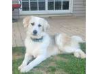 Adopt Tuck (Tripod) a Great Pyrenees