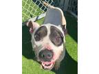 Adopt Petie a Pit Bull Terrier