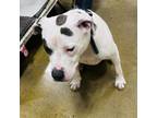 Adopt Milo a Pit Bull Terrier, Mixed Breed