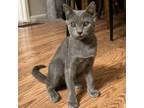 Adopt Mercury a Domestic Short Hair