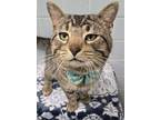 Adopt Mater a Domestic Short Hair