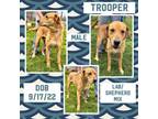 Adopt Trooper a Labrador Retriever, German Shepherd Dog